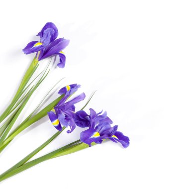 Mor süsen xiphium (soğanlı iris, Iris sibirica) metin için yer ile beyaz arka plan üzerinde. Üstten Görünüm, düz yatıyordu. Sevgililer günü, Woman's Day, anneler günü, Paskalya için tatil tebrik kartı!