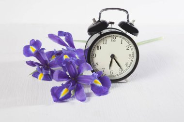 Mor süsen xiphium (soğanlı iris, sibirica) için metin alanı olan beyaz arka plan üzerinde saatli. Üstten Görünüm, düz. Sevgililer günü, Woman's Day, anneler günü, Paskalya için tatil tebrik kartı!