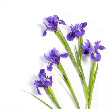 Mor süsen xiphium (soğanlı iris, Iris sibirica) metin için yer ile beyaz arka plan üzerinde. Üstten Görünüm, düz yatıyordu. Sevgililer günü, Woman's Day, anneler günü, Paskalya için tatil tebrik kartı!