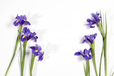 Mor süsen xiphium (soğanlı iris, Iris sibirica) metin için yer ile beyaz arka plan üzerinde. Üstten Görünüm, düz yatıyordu. Sevgililer günü, Woman's Day, anneler günü, Paskalya için tatil tebrik kartı!