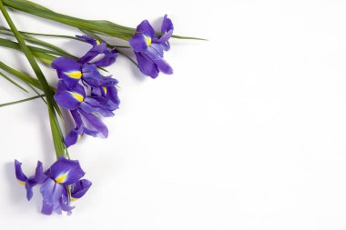 Mor süsen xiphium (soğanlı iris, Iris sibirica) metin için yer ile beyaz arka plan üzerinde. Üstten Görünüm, düz yatıyordu. Sevgililer günü, Woman's Day, anneler günü, Paskalya için tatil tebrik kartı!