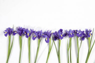 Mor süsen xiphium (soğanlı iris, Iris sibirica) metin için yer ile beyaz arka plan üzerinde. Üstten Görünüm, düz yatıyordu. Sevgililer günü, Woman's Day, anneler günü, Paskalya için tatil tebrik kartı!