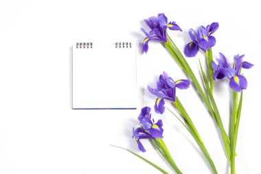 Mor süsen xiphium (soğanlı iris, Iris sibirica) metin için yer ile beyaz arka plan üzerinde. Üstten Görünüm, düz yatıyordu. Sevgililer günü, Woman's Day, anneler günü, Paskalya için tatil tebrik kartı!