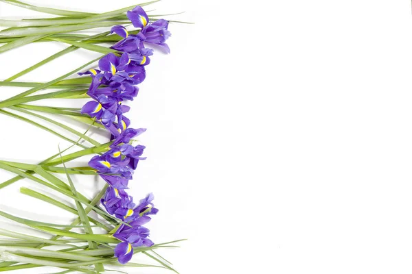 Na fialové kosatce xiphium (soudkovitou iris, Iris sibirica) na bílém pozadí s místem pro text. Pohled shora, ploché ležel. Svátečními pozdravy pro den svatého Valentýna, Žena den, den matek, Velikonoce! — Stock fotografie