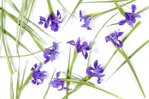 Violett Iris xiphium (kupig iris, Iris sibirica) på vit bakgrund med utrymme för text. Ovanifrån, platt låg. Holiday gratulationskort för alla hjärtans dag, kvinnans dag, mors dag, påsk! — Stockfoto