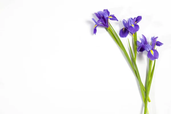 Violett Iris xiphium (kupig iris, Iris sibirica) på vit bakgrund med utrymme för text. Ovanifrån, platt låg. Holiday gratulationskort för alla hjärtans dag, kvinnans dag, mors dag, påsk! — Stockfoto