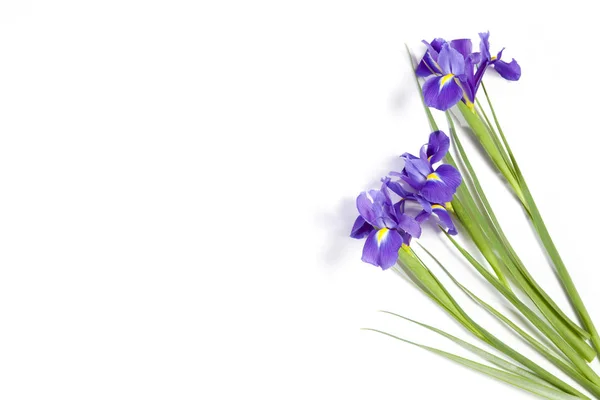 Violett Iris xiphium (kupig iris, Iris sibirica) på vit bakgrund med utrymme för text. Ovanifrån, platt låg. Holiday gratulationskort för alla hjärtans dag, kvinnans dag, mors dag, påsk! — Stockfoto