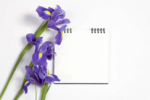 Mor süsen xiphium (soğanlı iris, Iris sibirica) metin için yer ile beyaz arka plan üzerinde. Üstten Görünüm, düz yatıyordu. Sevgililer günü, Woman's Day, anneler günü, Paskalya için tatil tebrik kartı! — Stok fotoğraf