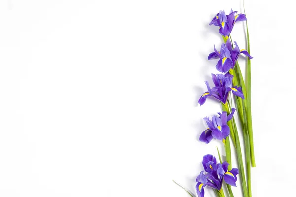 Violet Irises xiphium (Bulbous iris, Iris sibirica) på hvit bakgrunn med plass til tekst. Topputsikt, flat ligg. Julekort til valentinsdagen, kvinnedagen, morsdagen, påsken ! – stockfoto