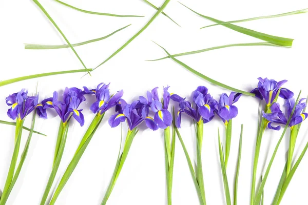 A Violet Irises xiphium (Íris bulbosa, Íris sibirica) sobre fundo branco com espaço para texto. Vista superior, deitado plano. Feriado cartão de saudação para o Dia dos Namorados, Dia da Mulher, Dia das Mães, Páscoa ! — Fotografia de Stock