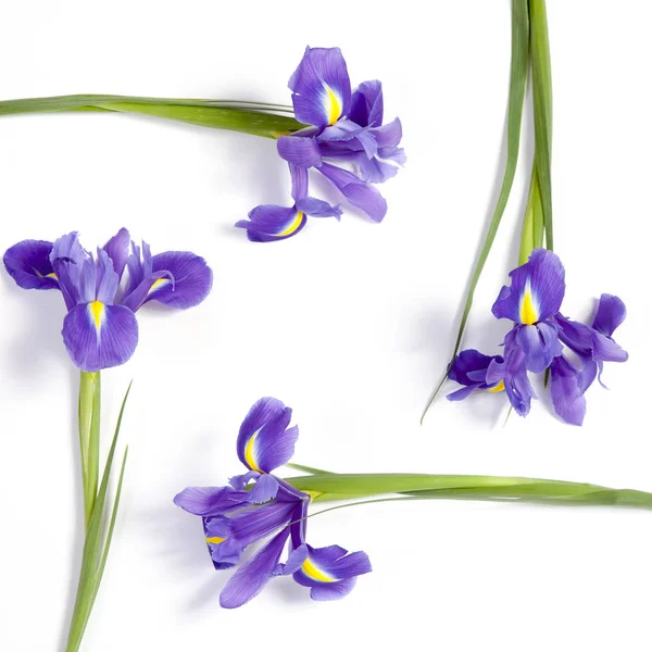 Na fialové kosatce xiphium (soudkovitou iris, Iris sibirica) na bílém pozadí s místem pro text. Pohled shora, ploché ležel. Svátečními pozdravy pro den svatého Valentýna, Žena den, den matek, Velikonoce! — Stock fotografie