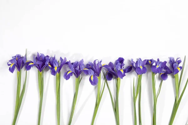 Na fialové kosatce xiphium (soudkovitou iris, Iris sibirica) na bílém pozadí s místem pro text. Pohled shora, ploché ležel. Svátečními pozdravy pro den svatého Valentýna, Žena den, den matek, Velikonoce! — Stock fotografie