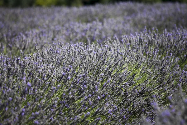 Campo de lavanda en Mayfield granja de lavanda en el Surrey Downs —  Fotos de Stock