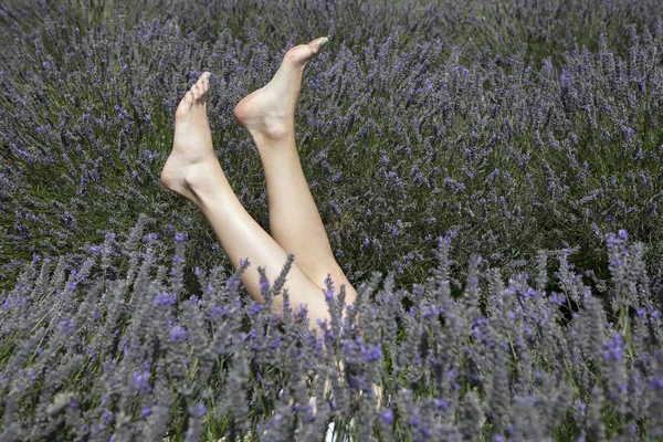Field of lavender at Mayfield Lavender farm on the Surrey Downs The legs of a girl with a beautiful manicure stick out of the bushes — Stock Photo, Image