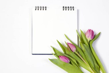 Sevgililer günü için bir kartpostal olarak beyaz bir arka plan üzerinde pembe laleler