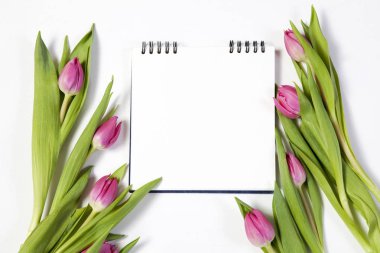 Sevgililer günü için bir kartpostal olarak beyaz bir arka plan üzerinde pembe laleler