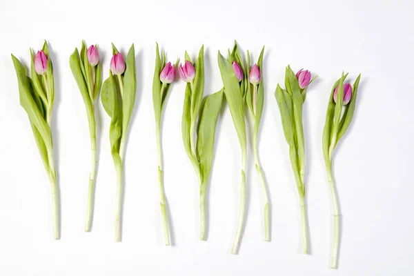 I tulipani Rosa su uno sfondo bianco come una cartolina a Giorno di San Valentino — Foto Stock