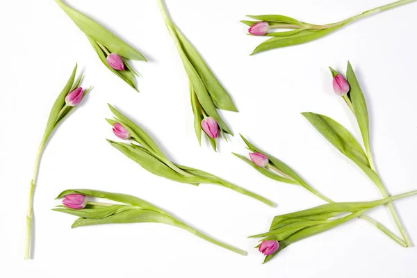 As tulipas cor-de-rosa em um fundo branco como um cartão postal para o Dia dos Namorados — Fotografia de Stock
