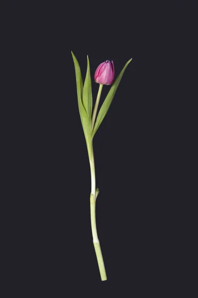 Kartu ucapan untuk hari Valentine. Satu tulip merah muda pada latar belakang hitam — Stok Foto