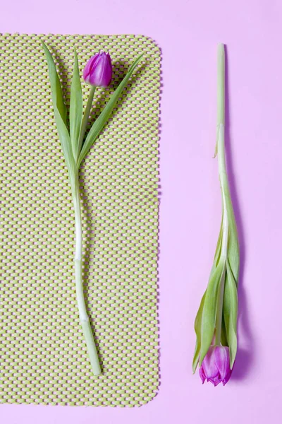 Jeden Pink tulip ułożone na tle zielonym i różowym. z życzeniami na Walentynki — Zdjęcie stockowe