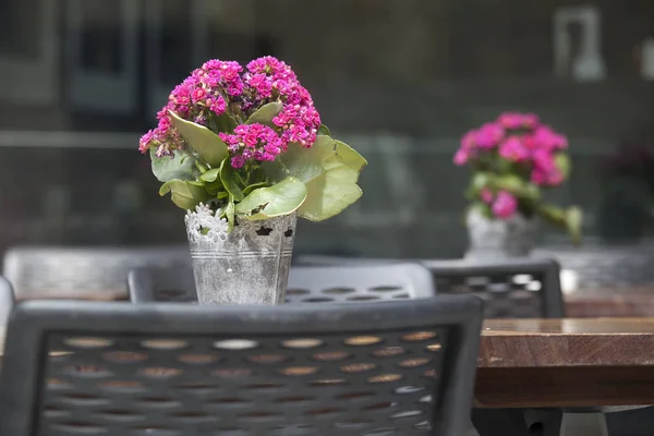 El kalanchoe carmesí en una olla sobre la mesa como decoración de mesa en un café de la calle — Foto de Stock