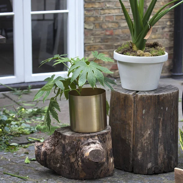 The Indoor plants stand on the stumps on the street for sale — Stock Photo, Image