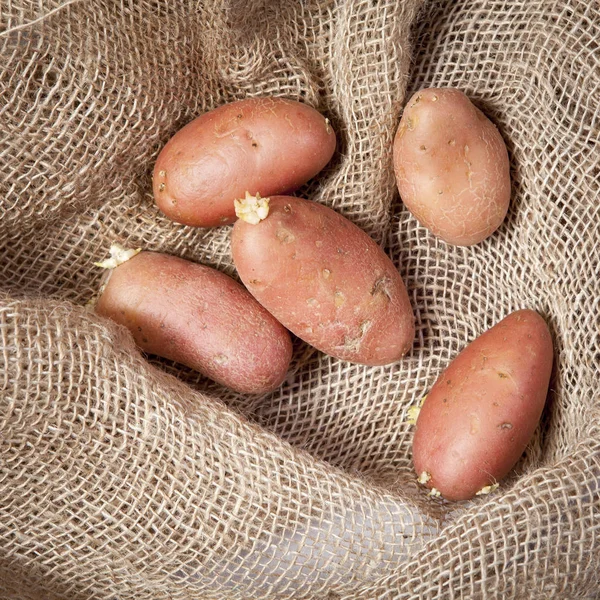 Le patate rugose vecchie con germogli germogliati — Foto Stock