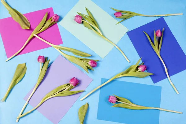 Die Grußkarte zum Valentinstag. acht rosa Tulpen auf blauem Hintergrund — Stockfoto