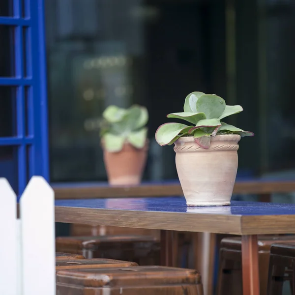 Succulento in pentola come decorazione di tavoli in ristorante di strada — Foto Stock