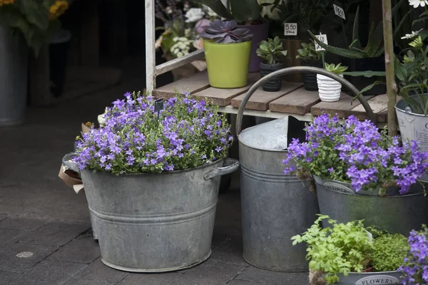 Campanula azul flores en el mercado para la venta —  Fotos de Stock