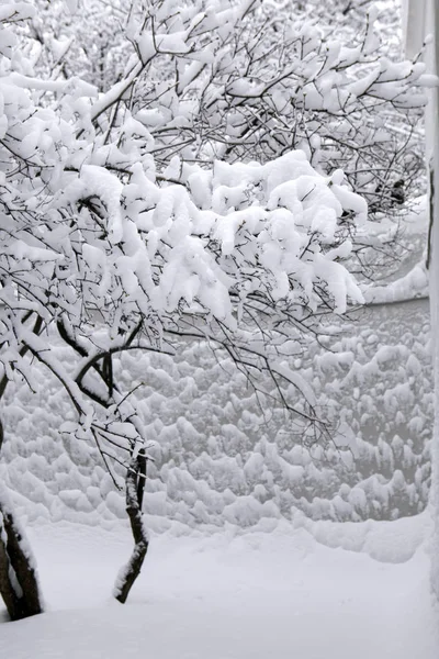 De Lila struiken in de sneeuw na een sneeuwval in Moskou tegen — Stockfoto