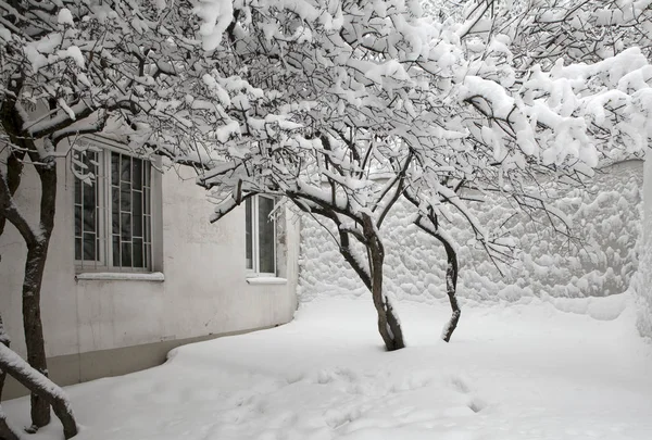 在雪中的丁香灌木后, 在莫斯科对雪 — 图库照片