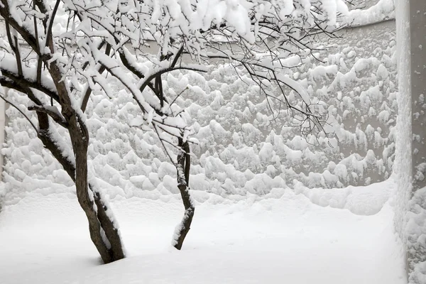 Lila buskarna i snön efter ett snöfall i Moskva mot — Stockfoto
