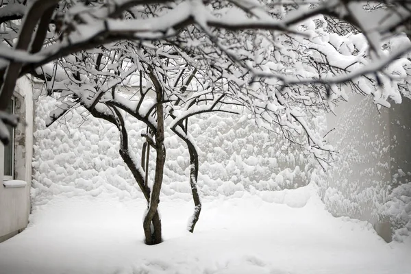The Lilac bushes in the snow after a snowfall in Moscow against — Stock Photo, Image