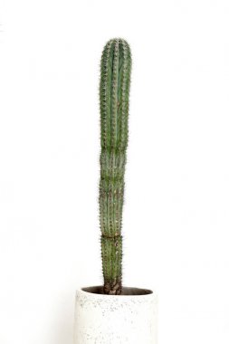 beyaz zemin üzerinde bir tencerede kaktüs bitki