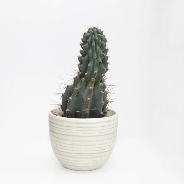 Kaktus rostlin v květináči na bílém pozadí — Stock fotografie