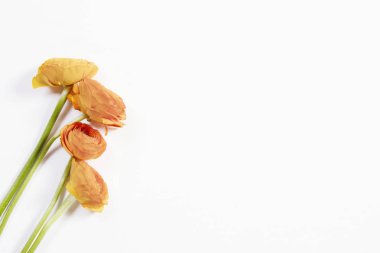 Beyaz arka plan üzerinde dört portakal Düğünçiçeği çiçek