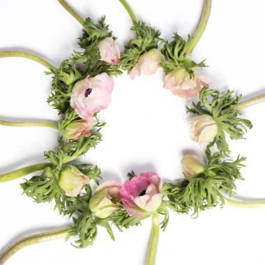 pembe Fransız anemone siyah Merkezi ile