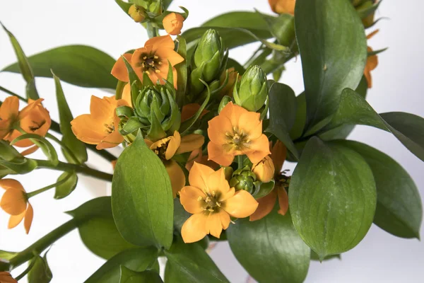 A flor amarela Ornithogalum Dubium sobre um fundo branco — Fotografia de Stock