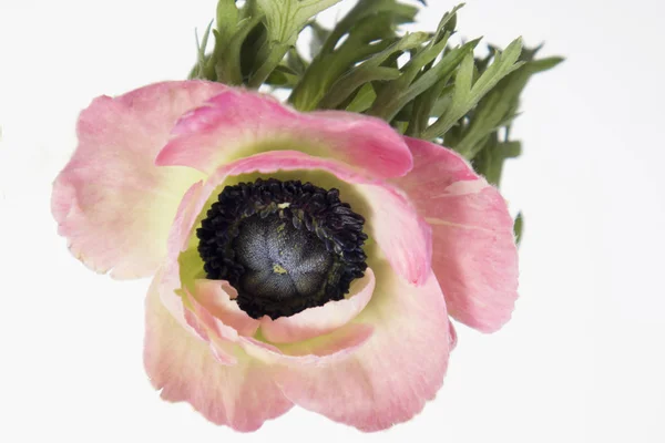 Pembe Fransız anemone siyah Merkezi ile — Stok fotoğraf