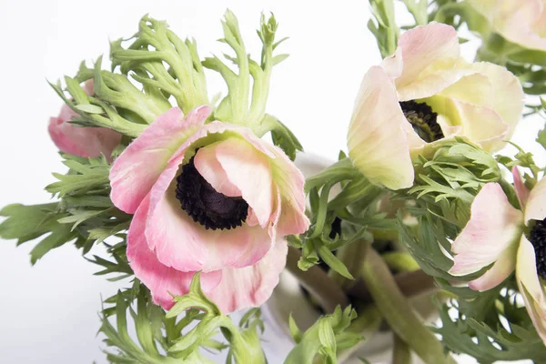 The pink french anemone with black center — Stock Photo, Image
