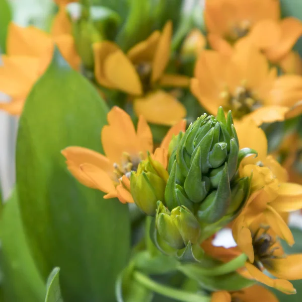 Цветущий желтый Ornithogalum Dubium на белом фоне — стоковое фото