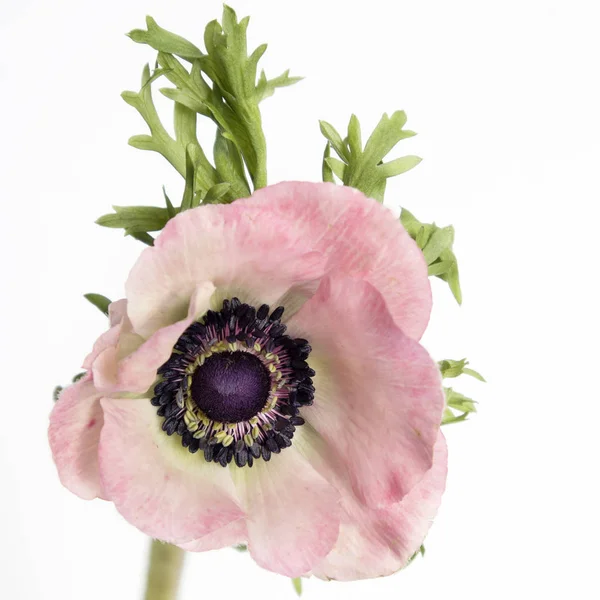 Pembe Fransız anemone siyah Merkezi ile — Stok fotoğraf