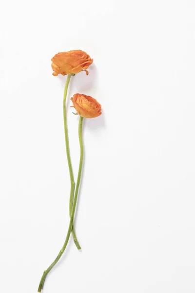 Deux fleurs de ranunculus orange sur fond blanc — Photo