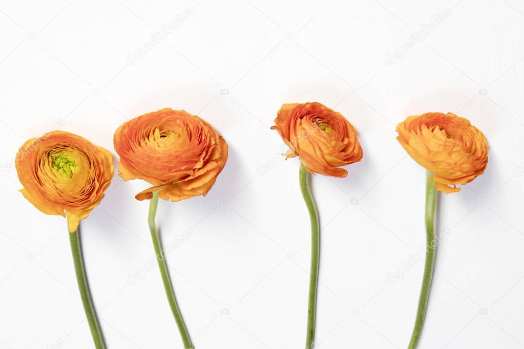 the four orange ranunculus flower on white background