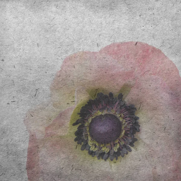 Textured stary tło papieru z blado różowy anemone — Zdjęcie stockowe