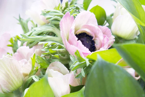 Rosa franska anemone med svart center — Stockfoto