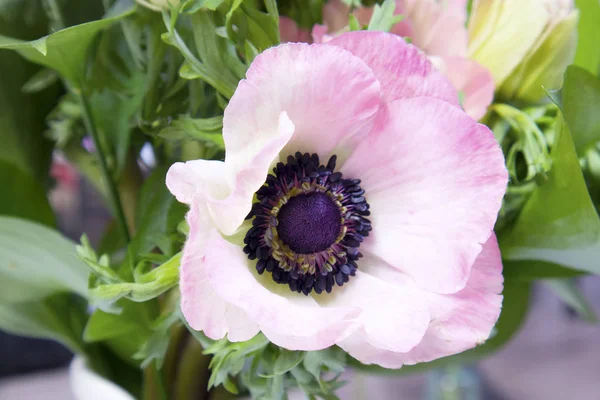 Die rosa Anemone mit schwarzem Zentrum — Stockfoto