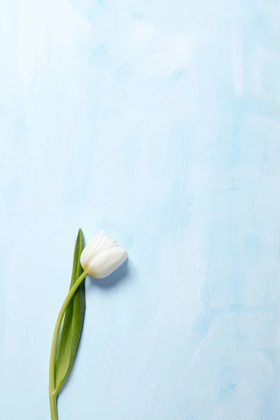 Tulipe blanche sur fond en bois bleu comme une carte — Photo
