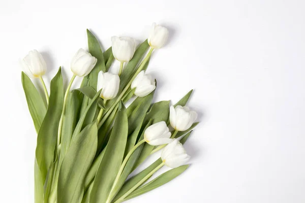 Vit tulpan på vit bakgrund som en kort — Stockfoto
